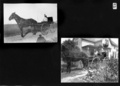wagner_bliley_album_uncaptioned___page_8_front_p0_600.jpg